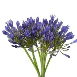 Agapanthus Blue, 70 To 80cm - Atlantic Ocean