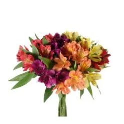 Alstroemeria Select - Fall Colors Pack- 12 Bunch Case