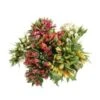 Alstromeria Fancy Assorted 60cm, 15 Bunches Per Box