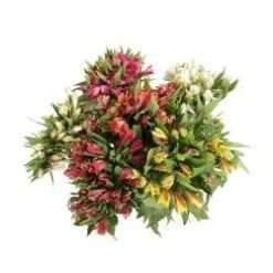 Flower Promotion Shop 13 Alstromeria Fancy Assorted 60cm, 15 Bunches Per Box