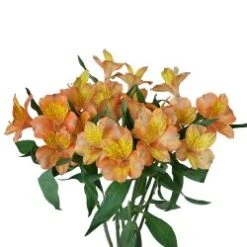 Flower Promotion Shop 23 Alstromeria Orange Select (Orange Queen)