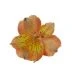 Flower Promotion Shop -Flower Promotion Shop ALSORTAM 74x74 1