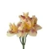 Alstromeria Peach Select