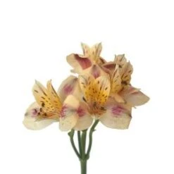 Flower Promotion Shop 16 Alstromeria Peach Select