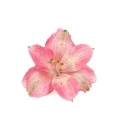 Flower Promotion Shop 18 Alstromeria Pink Select