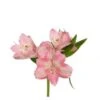 Alstromeria Pink Fancy