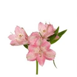 Alstromeria Pink Fancy