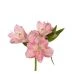 Flower Promotion Shop -Flower Promotion Shop ALSPIND1S 74x74 1