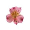 Alstromeria Hot Pink Select