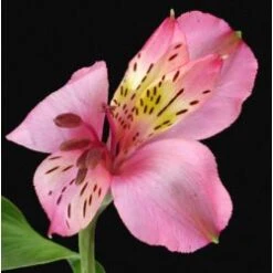 Alstromeria Hot Pink Fancy