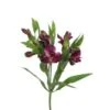 Alstromeria - Charmelia, Small Purple Spray