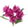 Alstromeria Purple Select