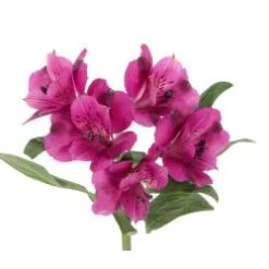 Alstromeria Purple Select