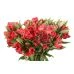 Flower Promotion Shop -Flower Promotion Shop ALSREDSEL 2 74x74 1