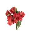 Alstromeria Red Select