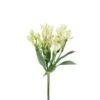 Alstromeria - Charmelia, Small White Spray