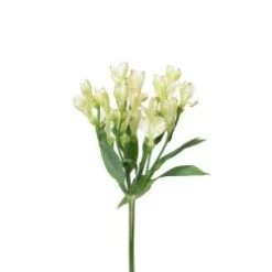 Alstromeria - Charmelia, Small White Spray
