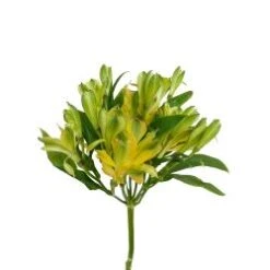 Alstromeria - Charmelia, Small Yellow Spray