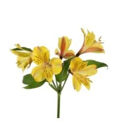 Flower Promotion Shop 21 Alstromeria Bright Yellow Select