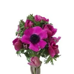 Anemone Fuchsia, 40cm