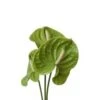 Anthurium, Green - Medium (Canada)