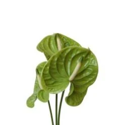 Anthurium, Green - Medium (Canada)