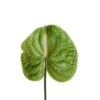 Anthurium, Green - Large (Canada)