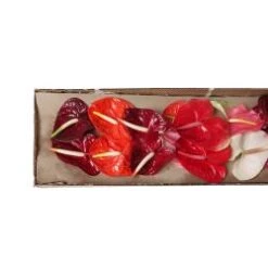 20 Stem Case Large Anthuriums - Assorted Farm Choice Colors