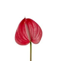 Anthurium, Pink - Medium / Large (Canada/Hawaii)
