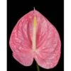 Anthurium Pink