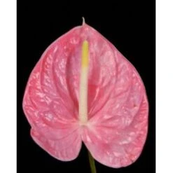 Anthurium Pink