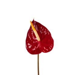 Anthurium, Red - Medium (Canada)
