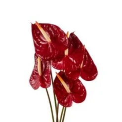 Anthurium, Red - Large (Canada)