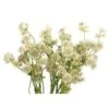 Astrantia White, Sold By The Bunch
