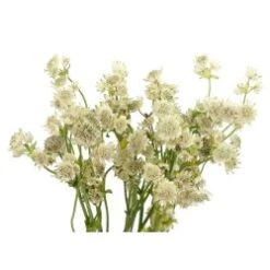 Astrantia White, Sold By The Bunch