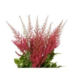 Astilbe Burgundy, (Fanal, Paul)