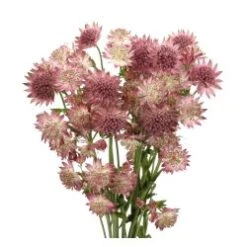 Astrantia Pink