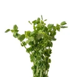 Bells Of Ireland, 60 - 70cm