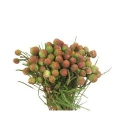 Berzillia Large Berries Green With Red