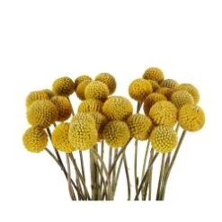 Billy Balls, Craspedia Yellow Balls, 60 To 70 Cm