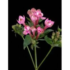 Bouvardia Diamond Darker Pink