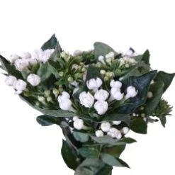 Bouvardia Single White