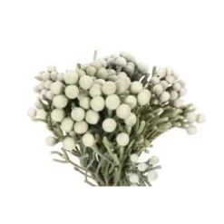 Brunia Silver Spray (Smaller Berries)