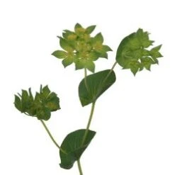 Bupleurum 70 Cm