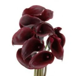 Calla Lily Black, 40 To 45 Cm