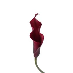 Calla Lily Burgundy, Sumatra 40 To 50 Cm 8 Calla Lily Burgundy, Sumatra 40 To 50 Cm -Flower Promotion Shop CALBUR 2 250x250 1