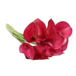 Calla Lily Burgundy 30 To 35cm 6 Calla Lily Burgundy 30 To 35cm -Flower Promotion Shop CALBUR4 250x250 1