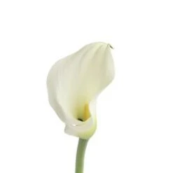 Calla Lily Ventura Off White - Ivory 45 To 50 Cm