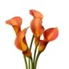 Calla Lily Mango Orange, 40 To 45 Cm
