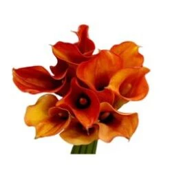 Calla Dark Orange, 55 To 70 Cm